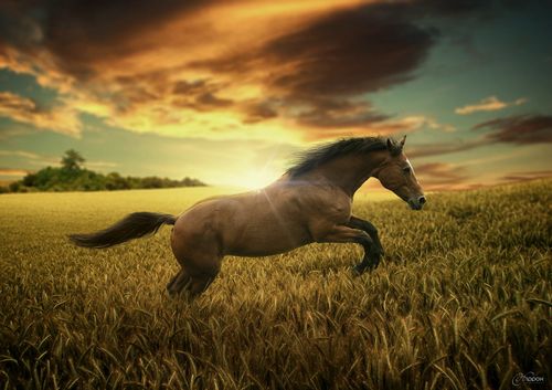 【讲道】活出精彩一生的关键要素 - 