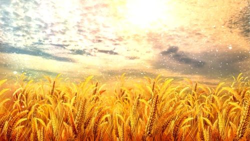 【见证】惧怕得释放-赵岩姐妹(4月10日)