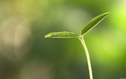 【讲道】 芥菜种子的信心