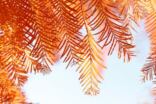 【查经】约书亚记 11章 - 没有一件懈怠不行的