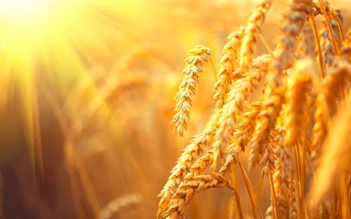 【查经】民数记 08章 - 分别为圣归给神