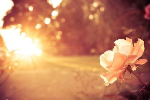 【讲道】单单讨神的喜悦