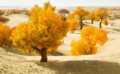 【讲道】成为家族的祝福
