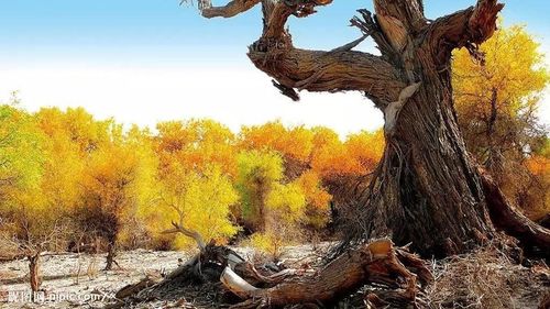 【课程】摩西的故事 - 第3集