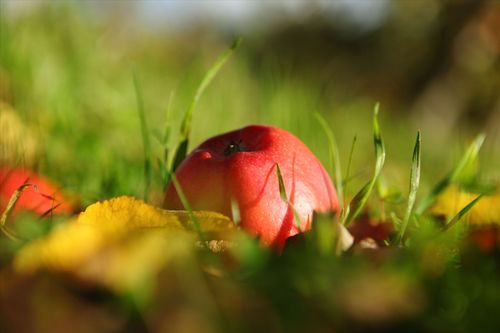 【讲道】破除属世界的价值观02：神的智慧和人的愚拙