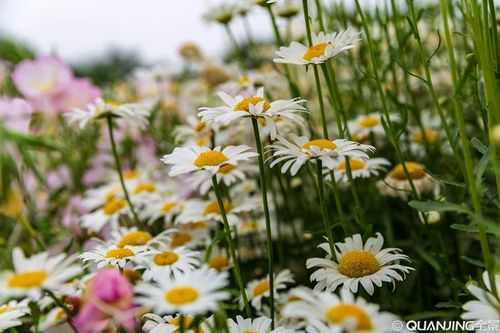 【见证】服侍抑郁症得医治的见证（20190804）