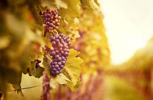 【讲道】破除属世界的价值观05：看万事为粪土，唯得着耶稣基督为至宝