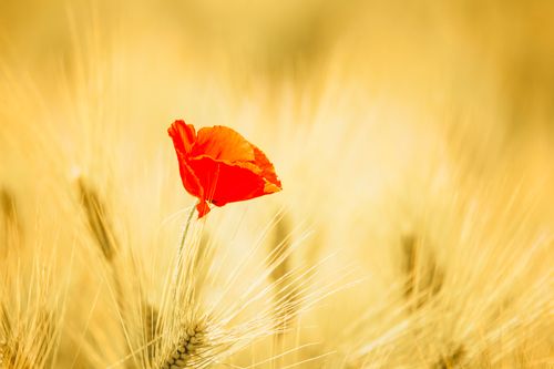 【见证】尿路感染、21年失眠得医治和专心跟随神，生活和工作蒙福的见证（20190908）