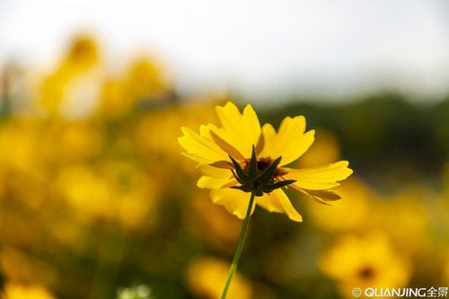 【见证】识破魔鬼谎言，单单抓住神的心意得释放的见证（20191208）