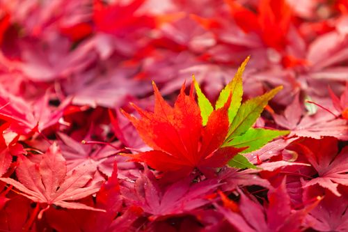 【见证】打击识别善恶的灵，心思意念转变，避免了夫妻之间的争吵（20200216）