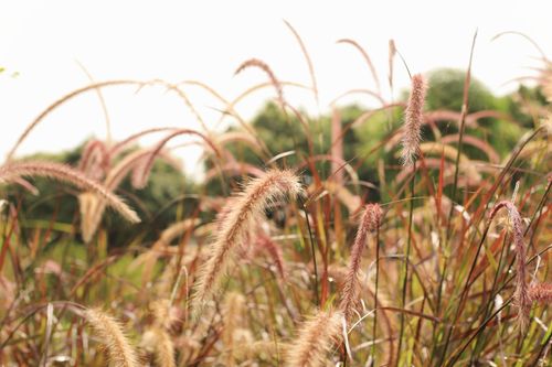 【课程】第二期全球网络研习会 – 得着命定成为祝福 第3课