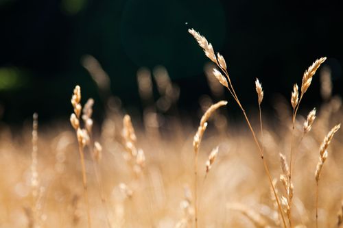 【见证】对付贪图安逸的心态，祷告翻转家人（20200719）