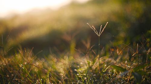 【命定音乐】第37首-《更多得着你》