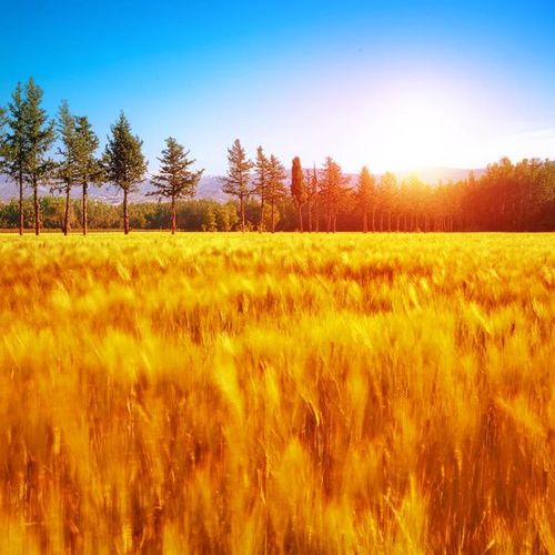 【见证】对付大脑懒惰，贪图安逸的恶习，财务蒙福的见证（20201129）