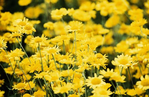 【见证】一位快60岁的老姐妹打击龙的灵，生命得着突破和改变的见证（20210328）