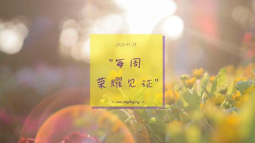 【见证集】- 20241117