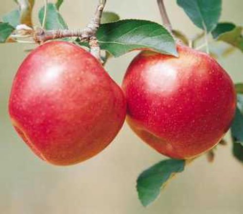 【讲道】疾病和死亡是从吃识别善恶的果子来的